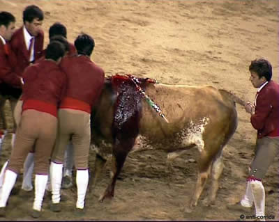 Scene from a Portuguese bullfight.